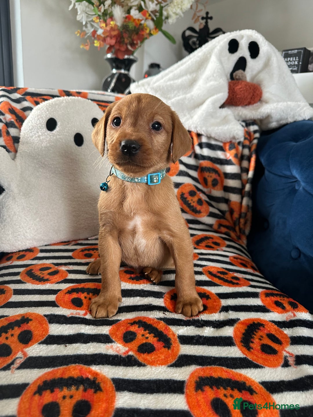 Labrador Retriever dogs for sale: Beautiful fox red Labrador pups - Image 25