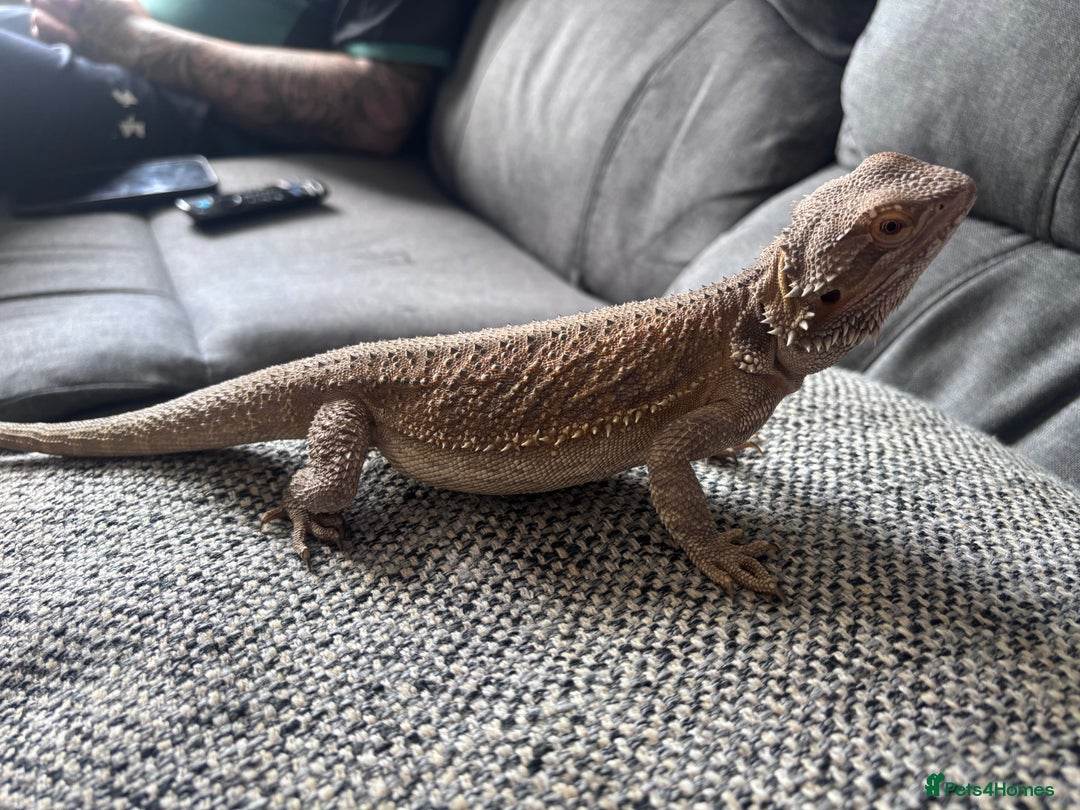 Bearded Dragon reptiles for sale: Bearded dragon with full set up  - Image 10