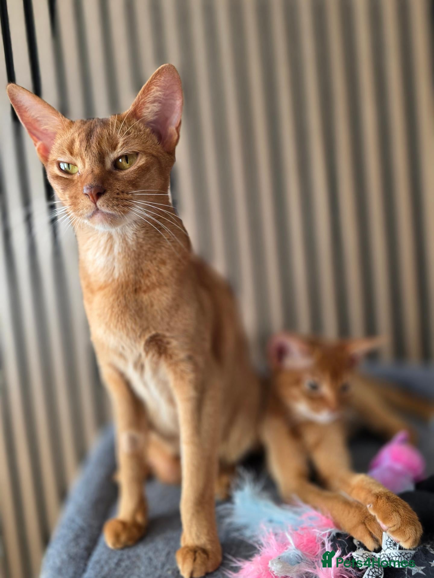 Abyssinian cats Pure Pedegree Aby kitten - Advert 1