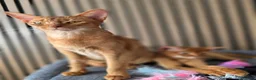 Abyssinian cats for sale: Pure Pedegree Aby kitten - Advert 1
