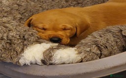 Labrador Retriever dogs for sale: Gorgeous female labrador puppy available Oct 4th  - Image 14