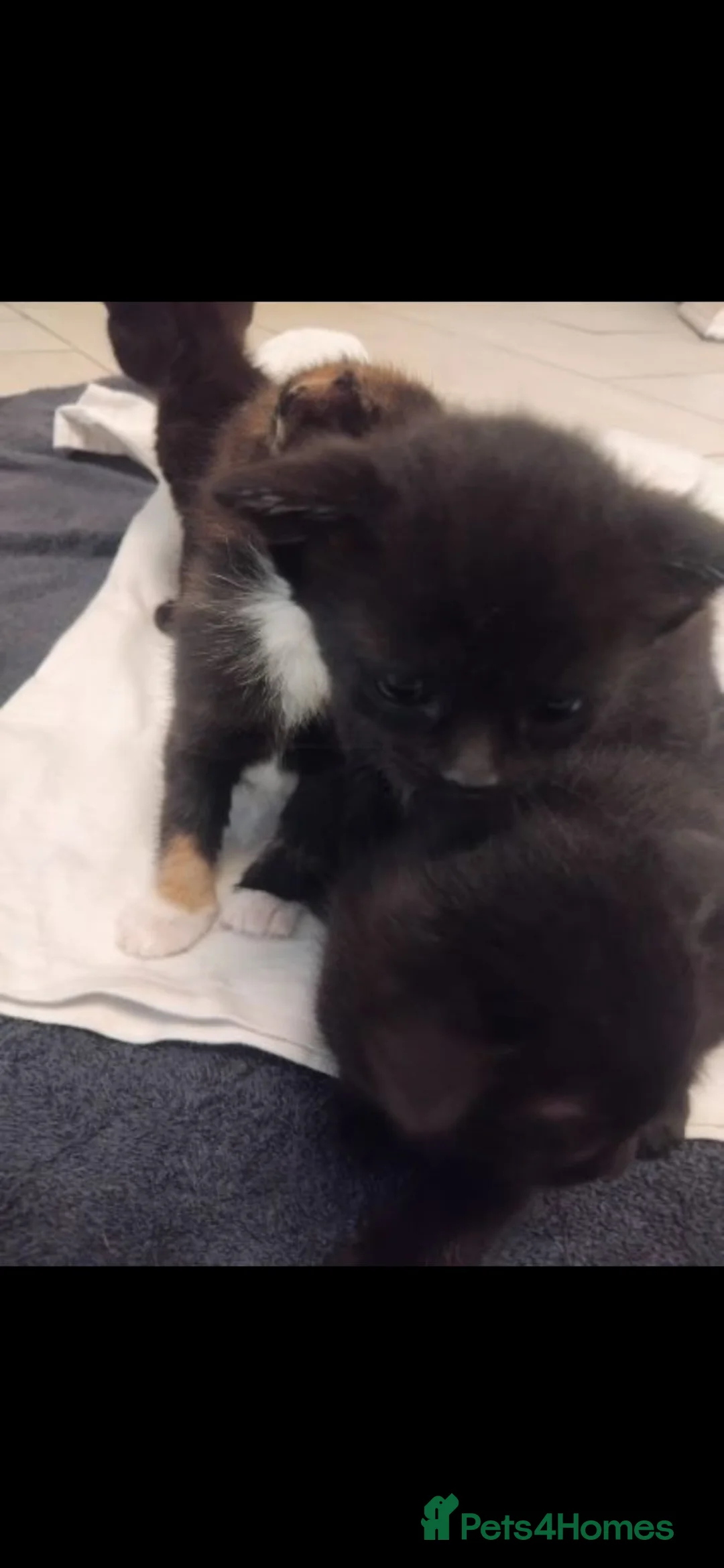 Mixed Breed cats for sale: 5 Girl Kittens - variety of colours in Romford - Advert 2