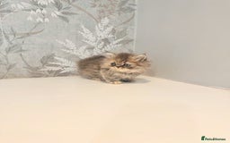 Munchkin cats for sale: 2 tiny legged rug hugger Persian munchkins - Image 7