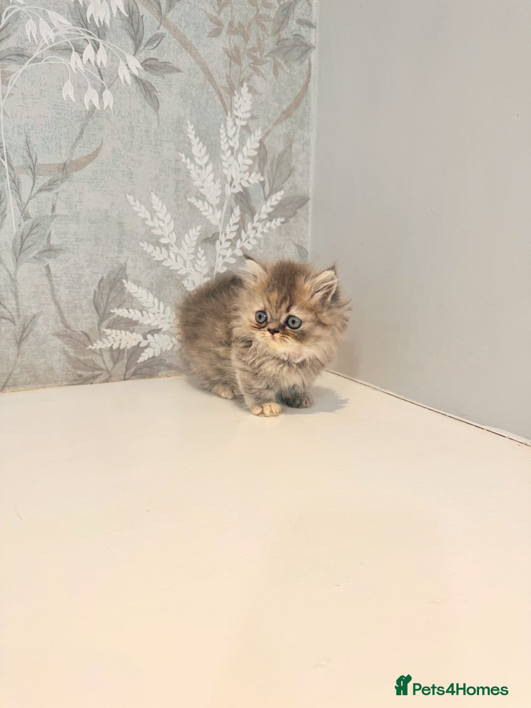 Munchkin cats for sale: 2 tiny legged rug hugger Persian munchkins - Image 7