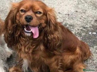 Cavalier King Charles Spaniel dogs KC HEALTH CLEAR STUD - Advert 6