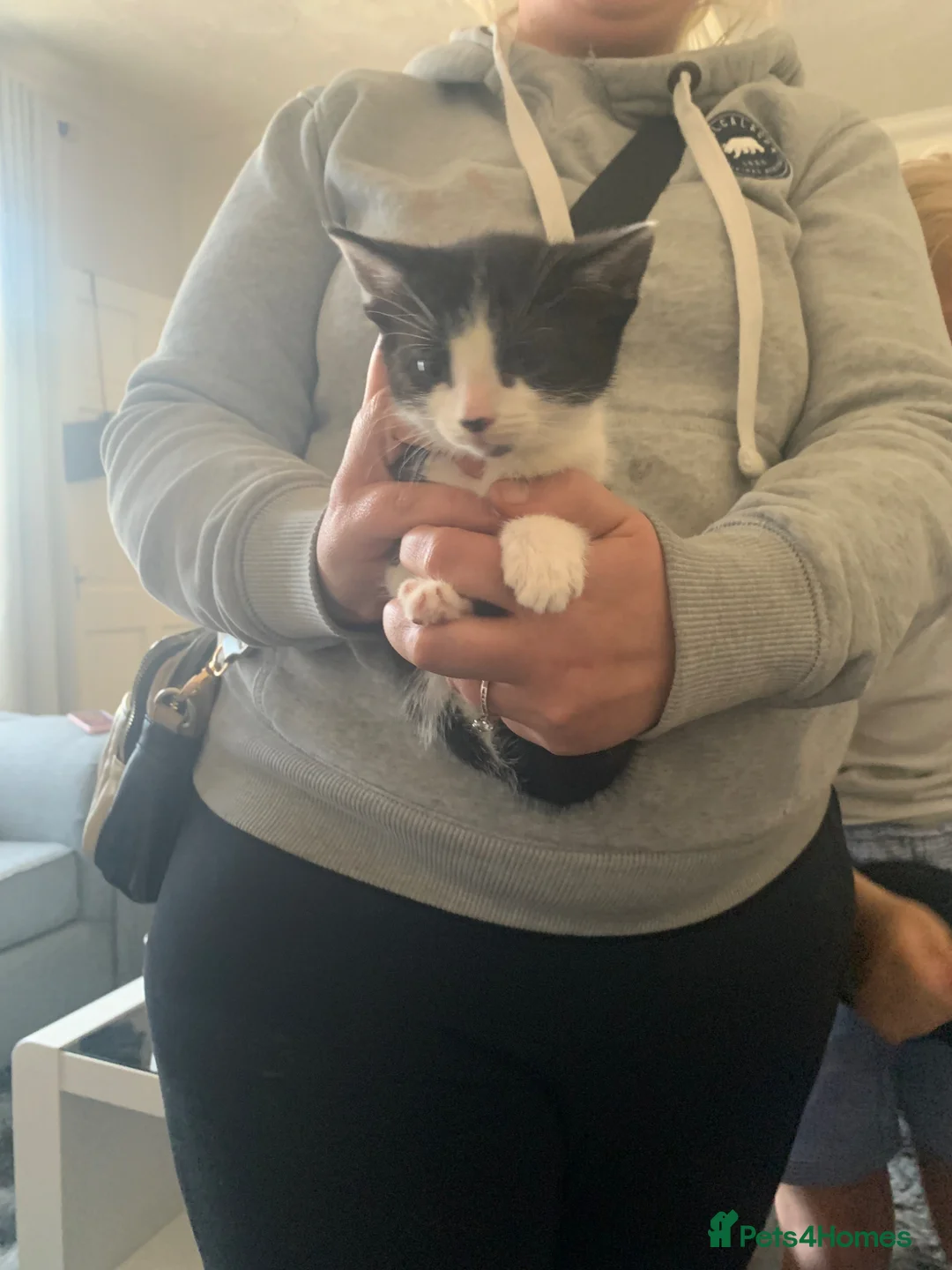 Mixed Breed cats for sale: Kittens  in London - Advert 1