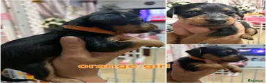 Mixed Breed Puppy 5