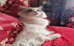 Ragdoll cats for sale: Kitten - Image 14