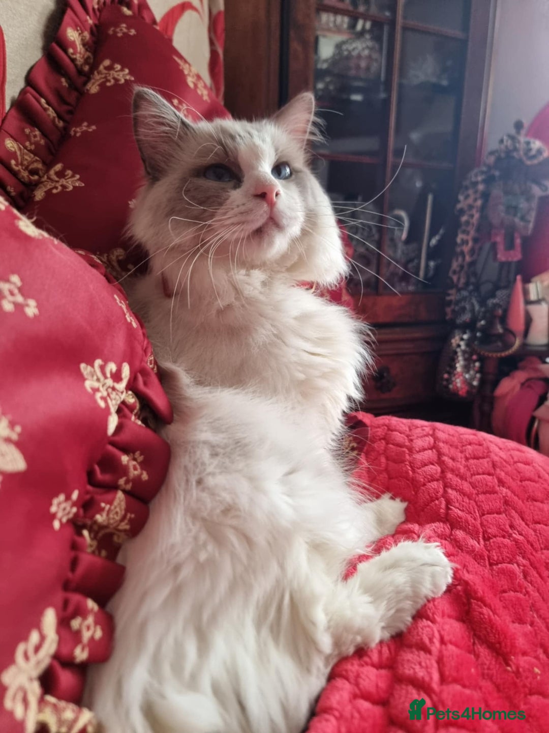 Ragdoll cats for sale: Kitten - Image 14