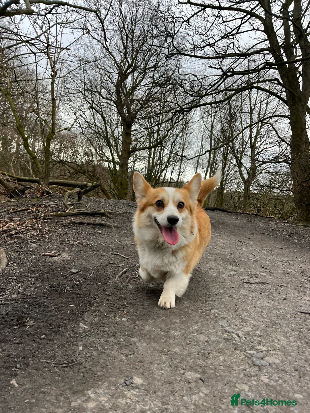 Welsh Corgi Pembroke dogs for sale: KC Welsh Pembrokeshire Corgi puppies  - Advert 10