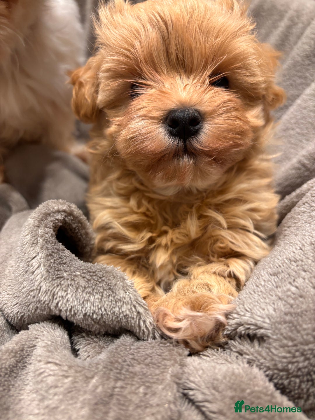 Maltipoo dogs for sale: TINY F1 Fully health tested Girls - Advert 9