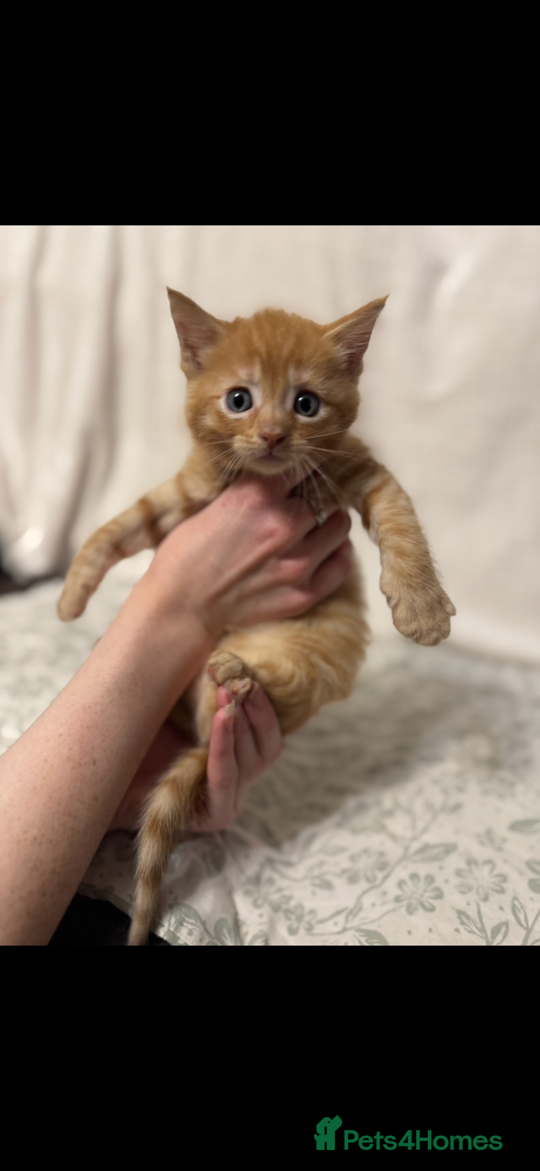 Maine Coon cats for sale: Gorgeous sweet half maine coons  - Advert 6