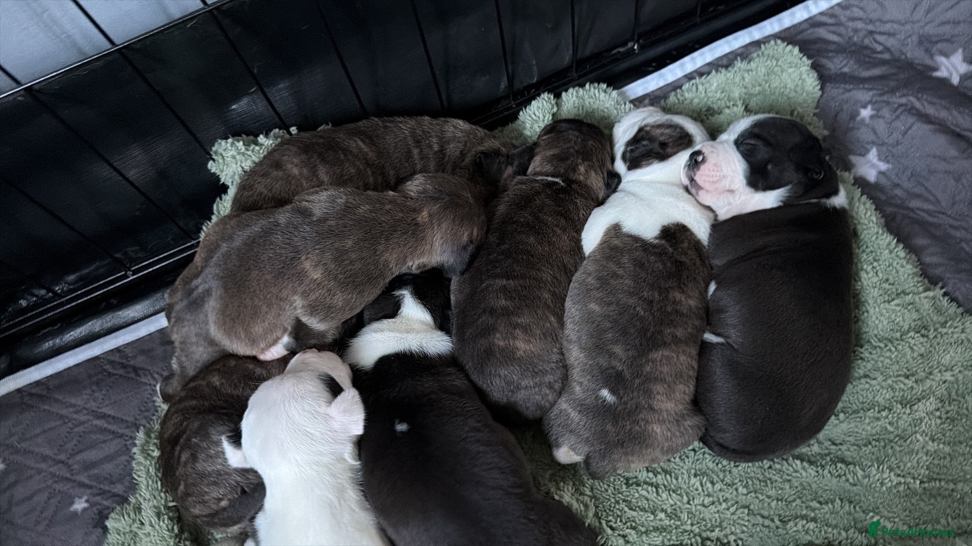 Staffordshire Bull Terrier dogs 8 beautiful, Staffordshire bull terrier puppies - Advert 1