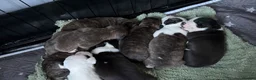 Staffordshire Bull Terrier dogs for sale: 8 beautiful, Staffordshire bull terrier puppies - Advert 1
