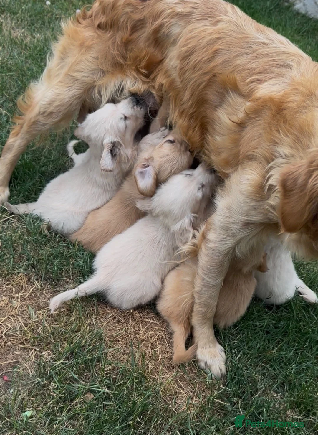 Golden Retriever dogs for sale: Stunning golden retrievers  - Advert 2