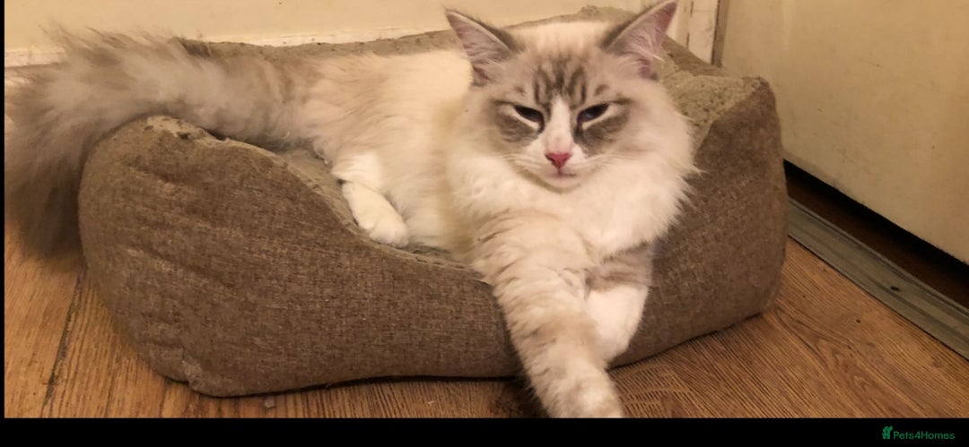 Siberian cats for sale: Siberians with wonderful personalities  - Image 14