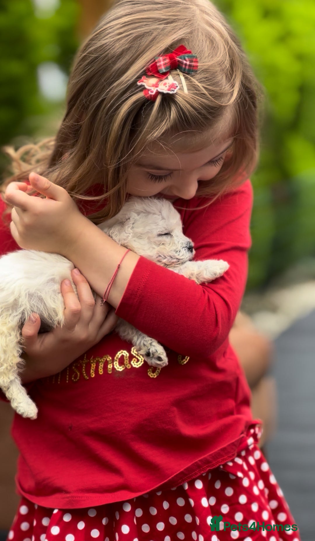 Bichon Frise dogs for sale: Beautiful Bichon Frise only 1 available  - Image 19