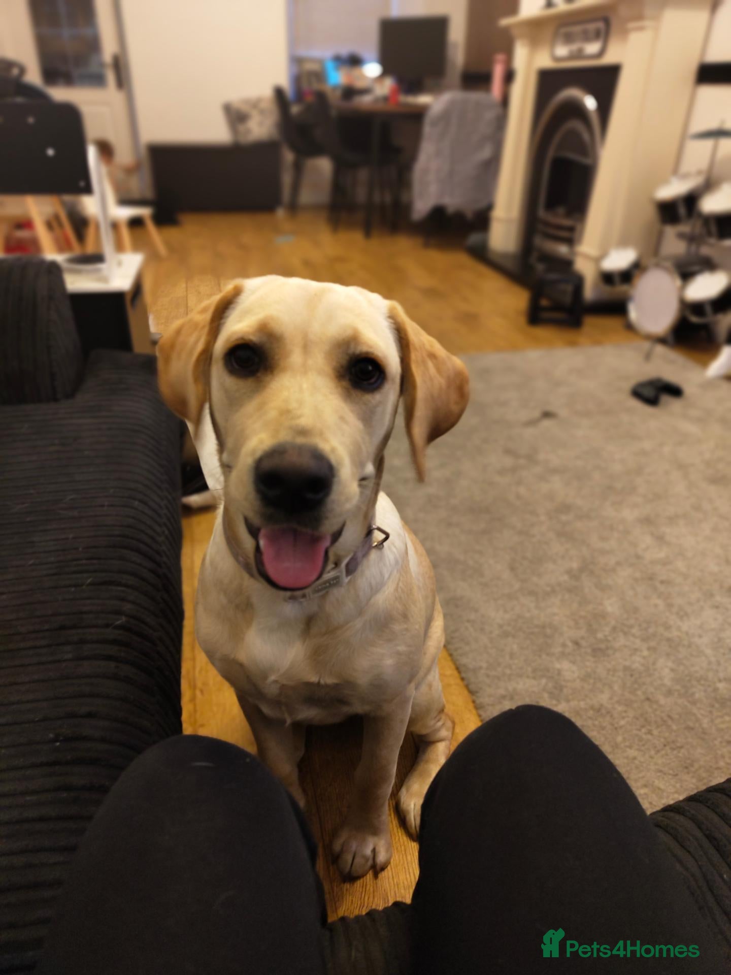 Labrador Retriever dogs Golden Lab Delilah - Advert 17
