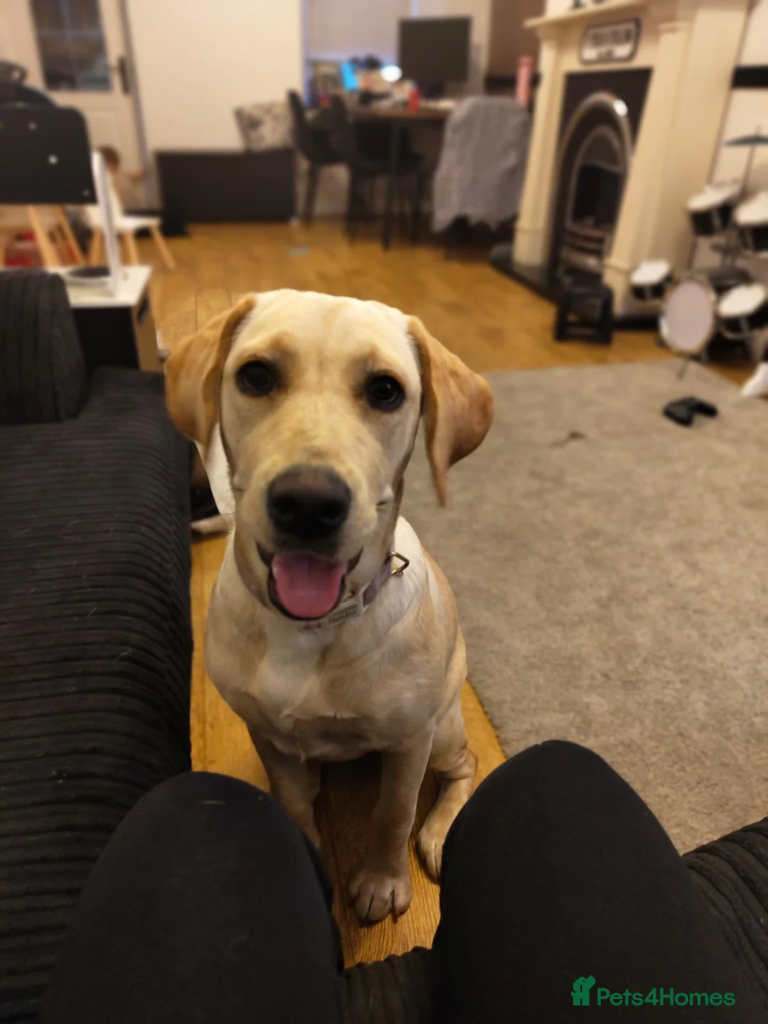 Labrador Retriever dogs for sale: Golden Lab Delilah - Advert 1
