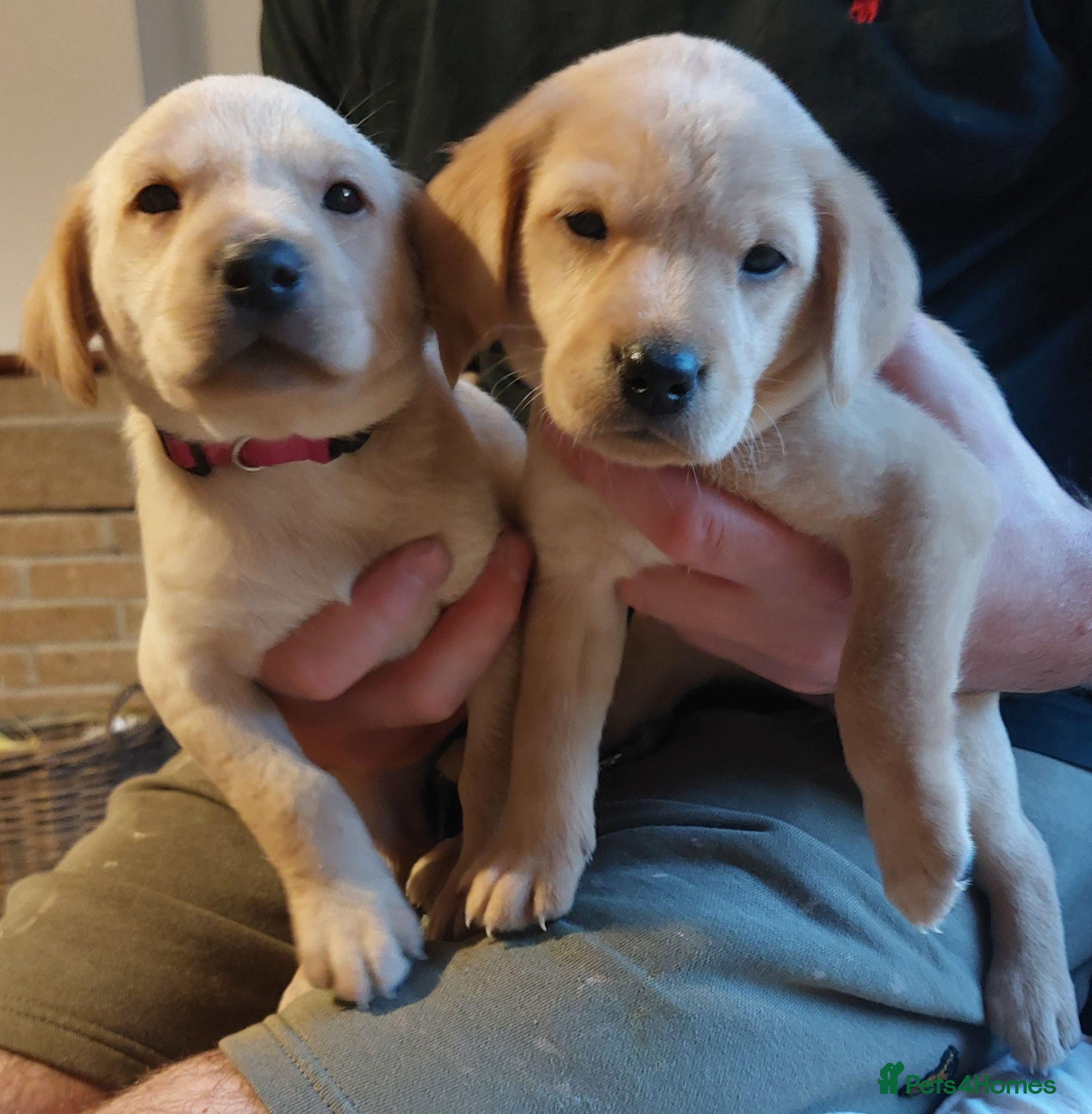 Labrador Retriever dogs Beautiful Labrador Puppies – Yellow & Fox Red - Advert 2
