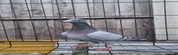 Pigeons birds for sale: Racing pigeons for sale - Advert 2