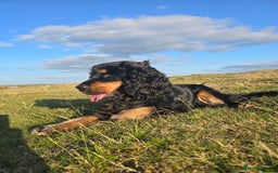American Cocker Spaniel dogs for stud: American show cocker for stud - Image 1