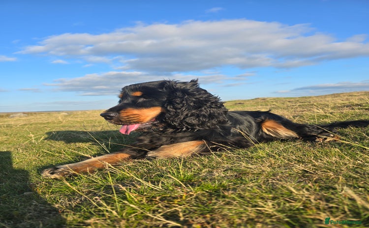 American Cocker Spaniel dogs - Advert 1