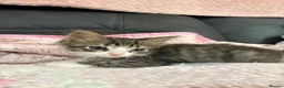Mixed Breed cats for sale: 4 male kittens for sale in Ipswich - Advert 5