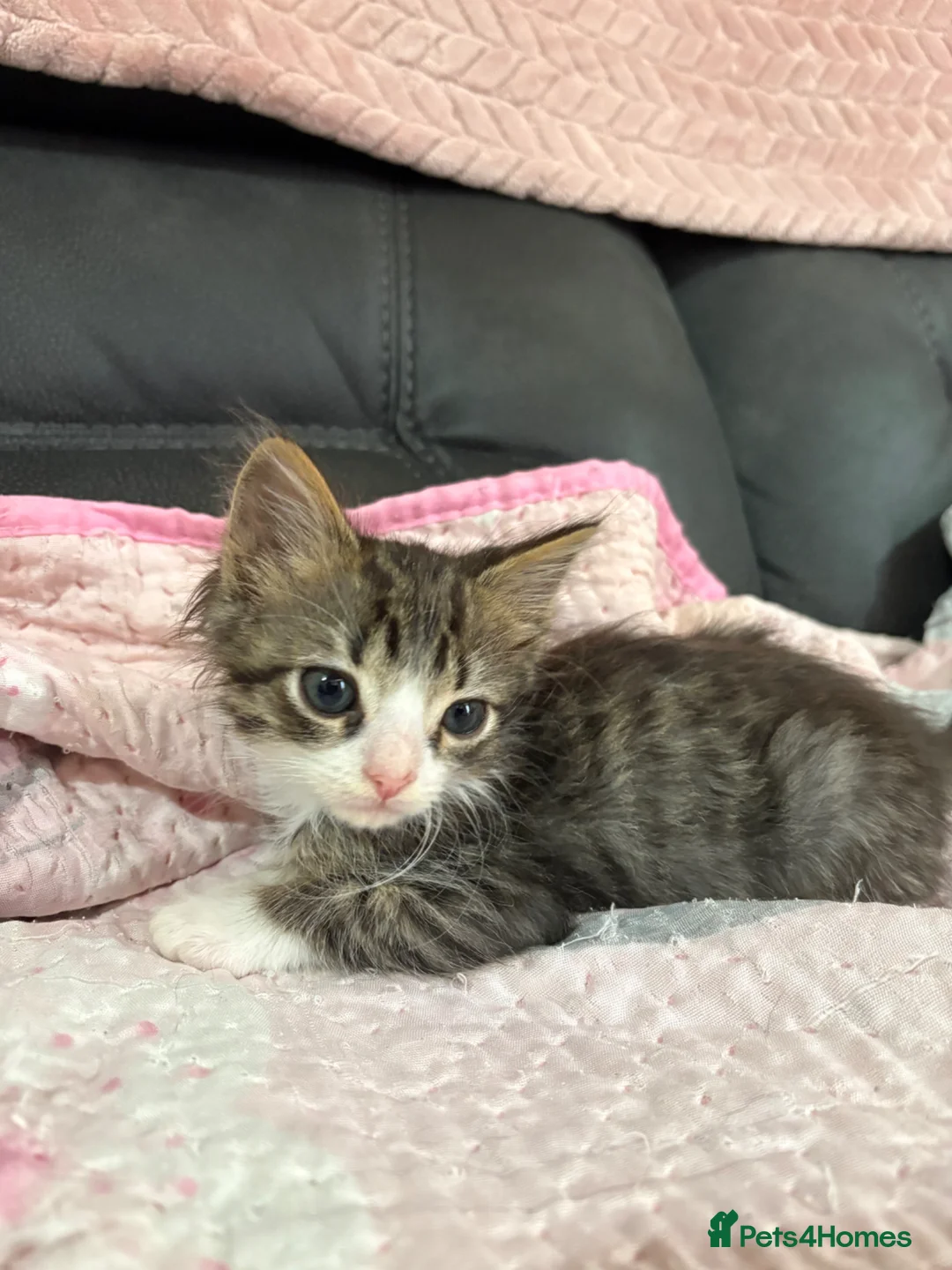 Mixed Breed cats for sale: 4 male kittens for sale in Ipswich - Advert 5