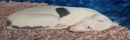 Whippet dogs for sale: Heart and DNA tested Blue Parti Whippet Puppies. - Advert 2