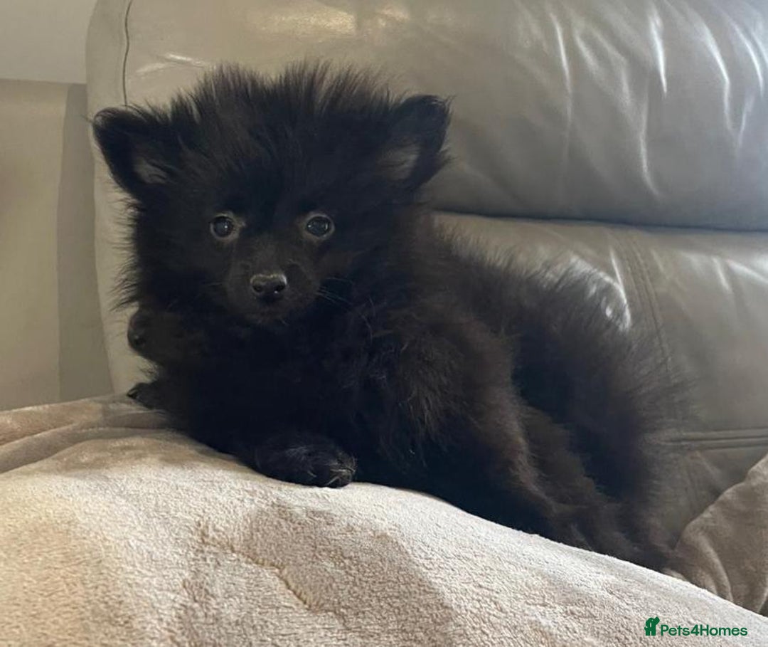Pomeranian dogs for sale: Miniature pomeranian - Image 4