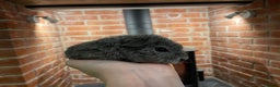 Guinea Pig rodents for sale: Pair of male Rex guinea pigs  - Advert 9
