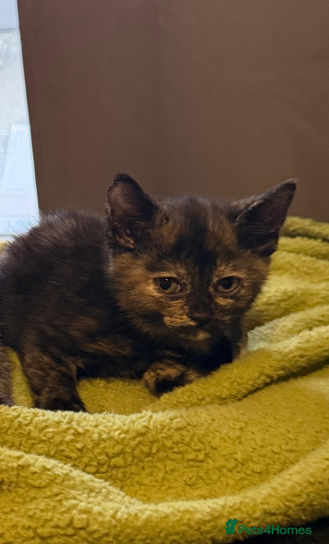 Mixed Breed cats for sale: 5 beautiful kittens for sale - Advert 7