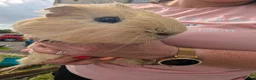 Guinea Pig rodents for sale: Boy guinea pigs  - Advert 5