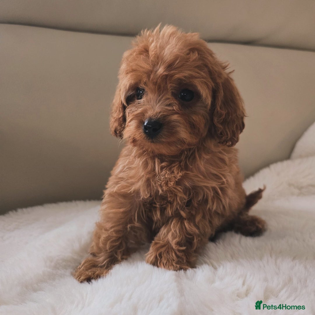 Cavapoo dogs for sale: Cavapoobabiesuk litter has arrived - Advert 6