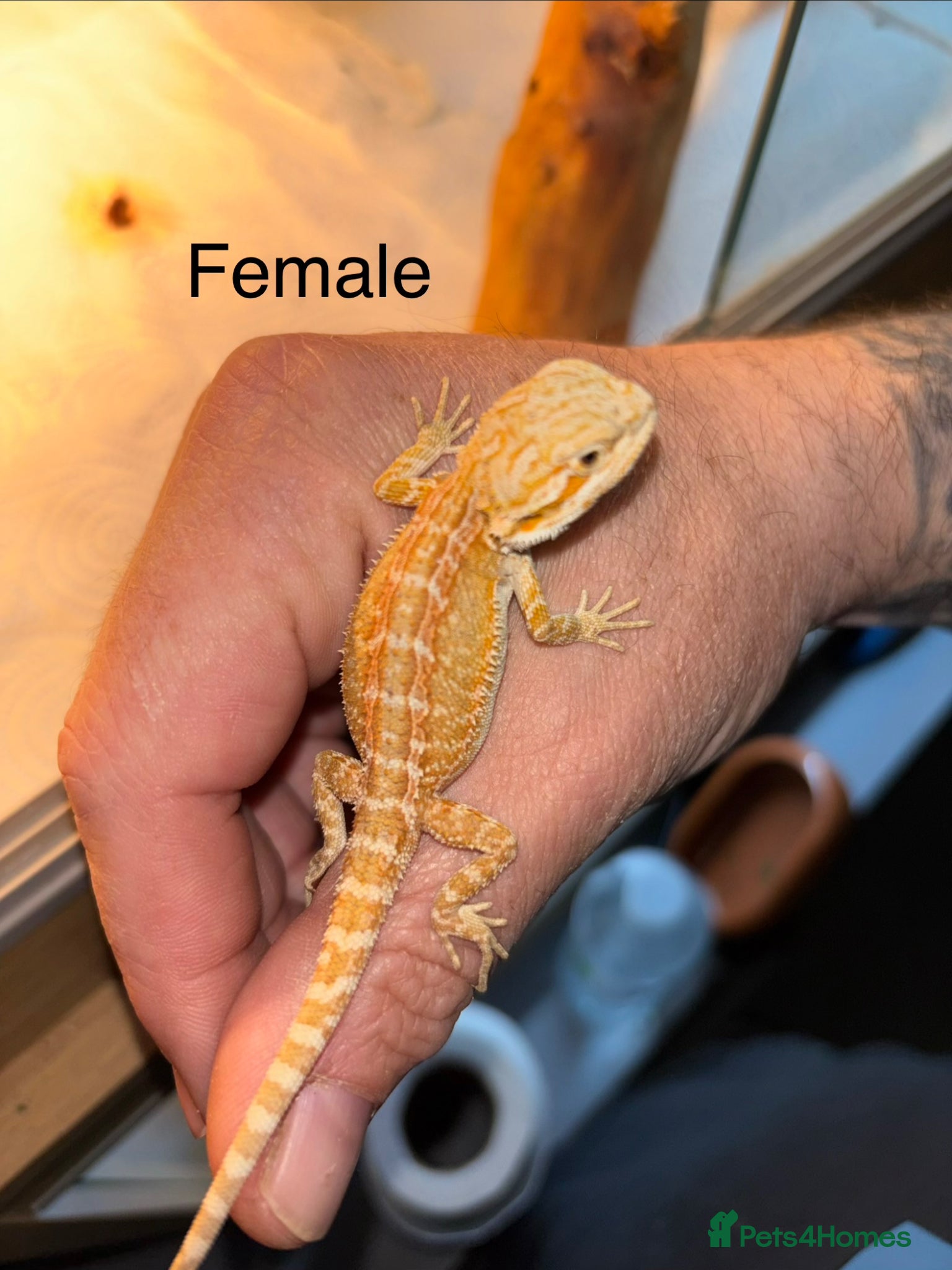 Bearded Dragon reptiles Last few baby bearded dragons - Advert 1