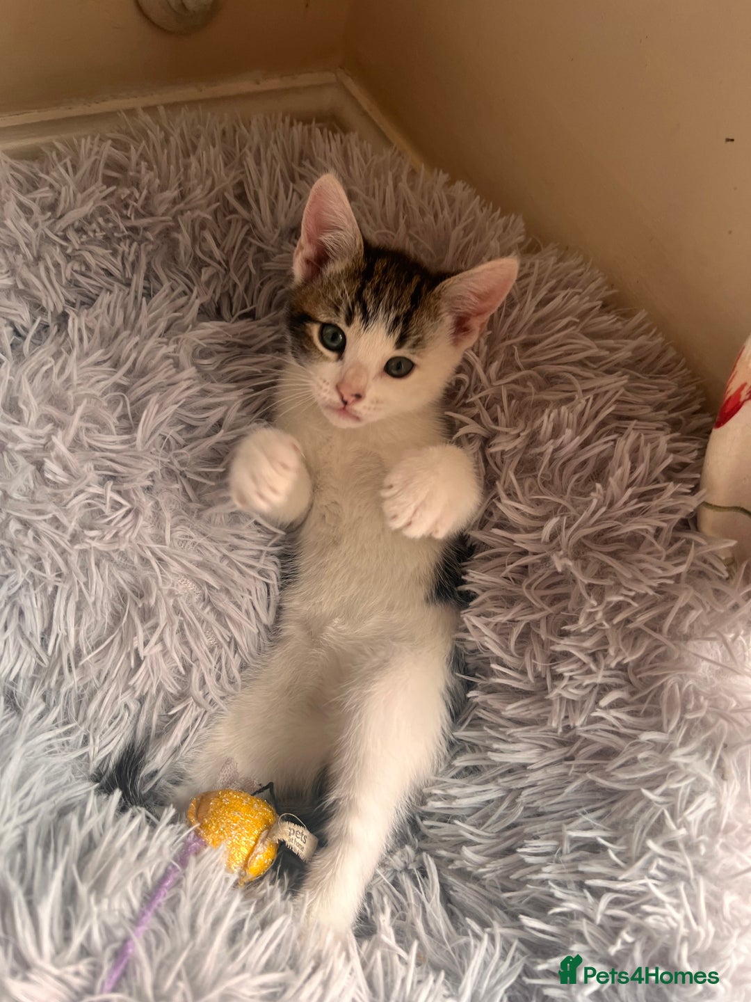 Toyger cats for sale: Adorable kitten  - Image 13