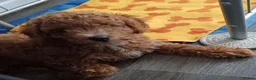 Cockapoo dogs for sale: 1 male cockapoo ready to go to a new home in Pontefract - Advert 3