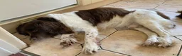 Mixed Breed dogs for sale: A wonderful surprise during a sad time. - Advert 18