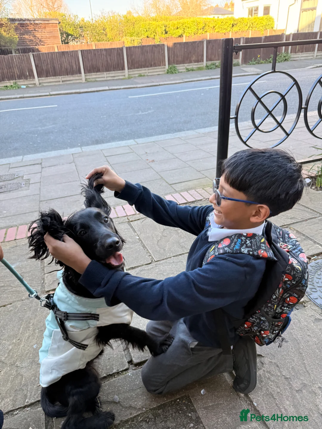 Cocker Spaniel dogs for sale: Hi! I’m Kobu - Advert 2