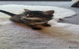 Mixed Breed cats for sale: Lovely kittens Looking for new Homes  - Image 32