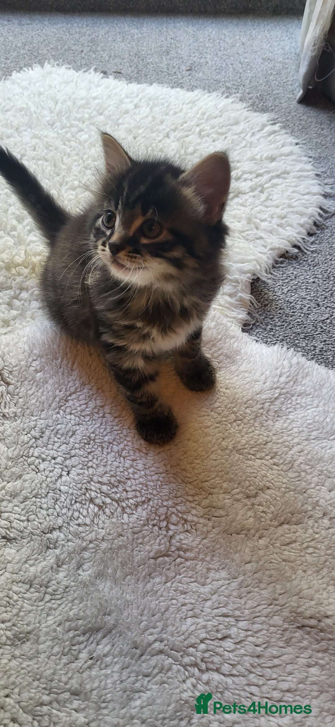 Mixed Breed cats for sale: Lovely kittens Looking for new Homes  - Image 32