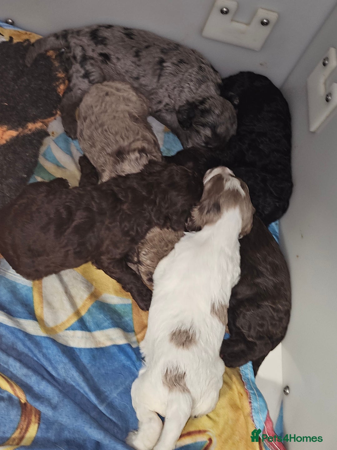 Cockapoo dogs for sale: Cockapoo puppies - Image 18