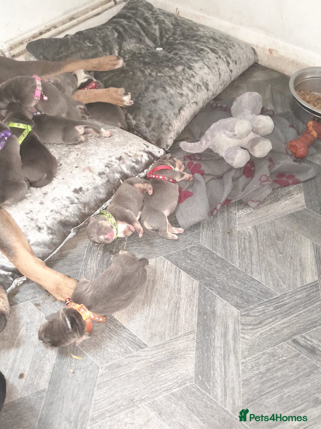 Staffordshire Bull Terrier dogs for sale: Blue tri Staffordshire bull terrier pups for sale  - Image 16