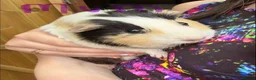 Guinea Pig rodents for sale: Beautiful guinea pigs for sale - Advert 3