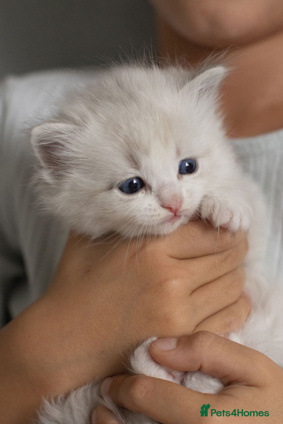 Ragdoll cats for sale: NEW LITTER of Blue BiColour And Lynx kittens - Image 16