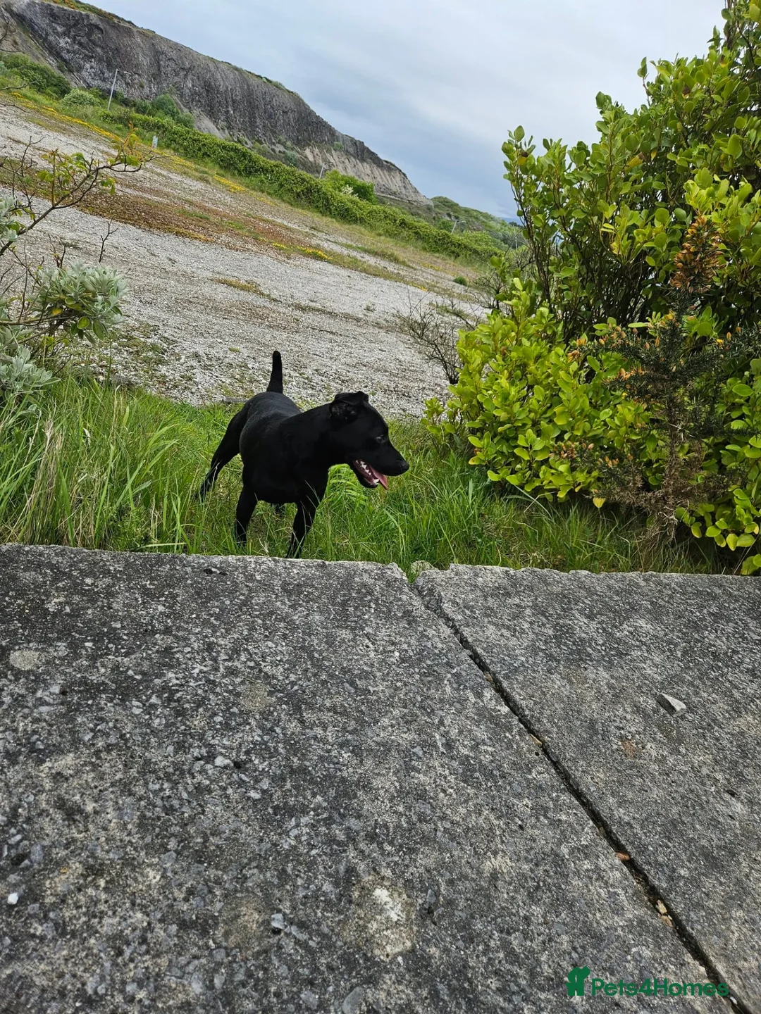 Patterdale Terrier dogs for stud: Patterdale for Stud in Barrow-in-Furness - Advert 2