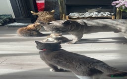 Mixed Breed cats for sale: 3 beautiful baby’s looking for their loving home  - Image 9