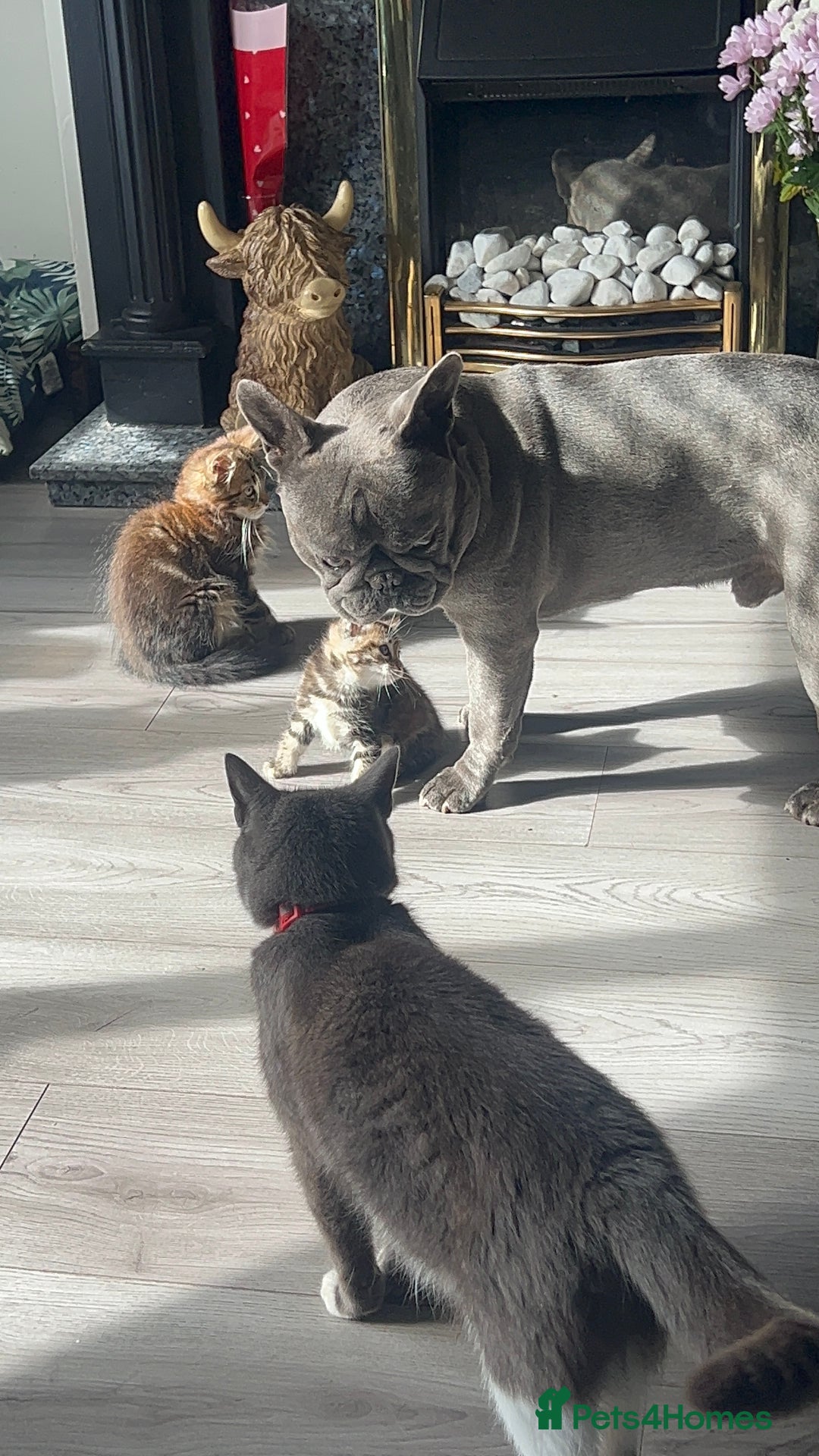Mixed Breed cats for sale: 3 beautiful baby’s looking for their loving home  - Image 9