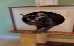 Bengal cats for sale: Rare Bengal Kittens Black, Smoke & Charcoal - Image 8